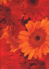 ROT43B Gerbera rouge allover BESCHICHTET